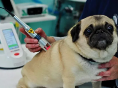 pet-laser-surgery-boynton-beach