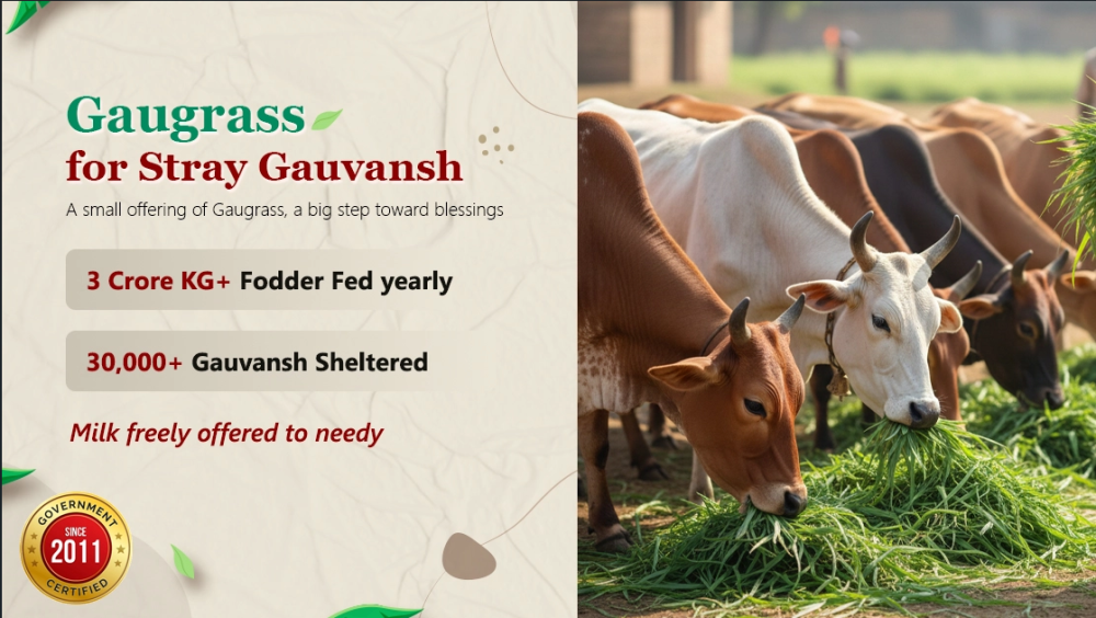 gaugrass-seva-a-noble-way-to-protect-gau-mata-big-0
