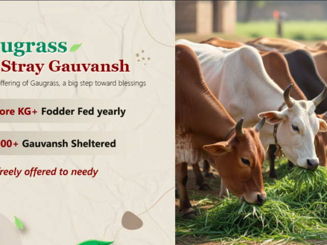 gaugrass-seva-a-noble-way-to-protect-gau-mata