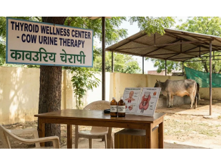 cow-urine-therapy-for-thyroid-ancient-wisdom-for-better-health-small-0