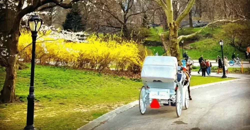 central-park-carriage-rides-big-0