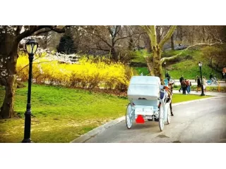 central-park-carriage-rides-small-0