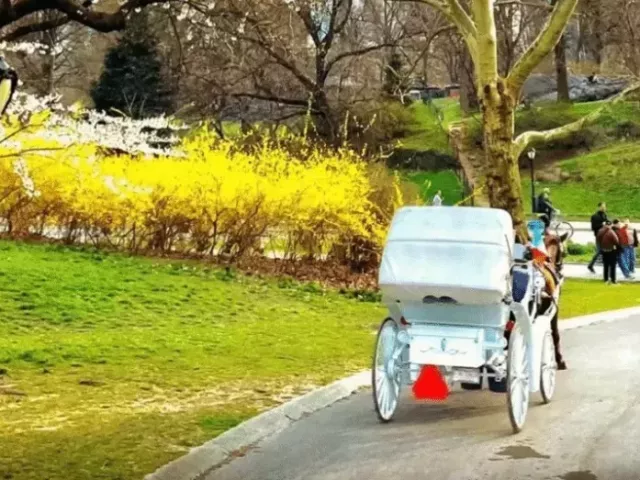 central-park-carriage-rides
