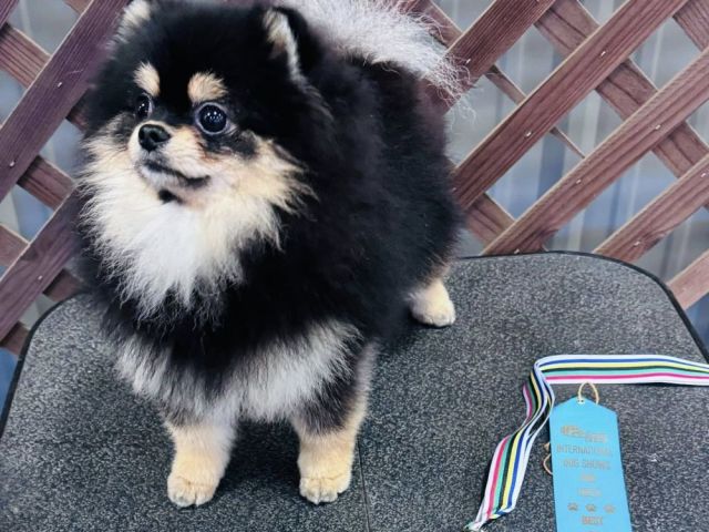 trusted-local-pomeranian-breeders-with-healthy-puppies