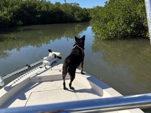 inshore-fishing-in-naples-fl