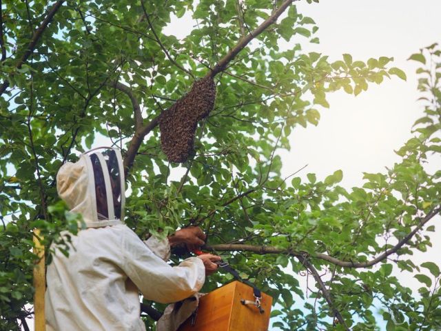 safe-effective-bee-prevention-in-katy-call-now