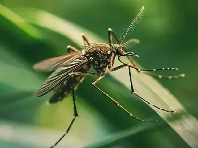 effective-mosquito-control-safe-long-lasting-mosquito