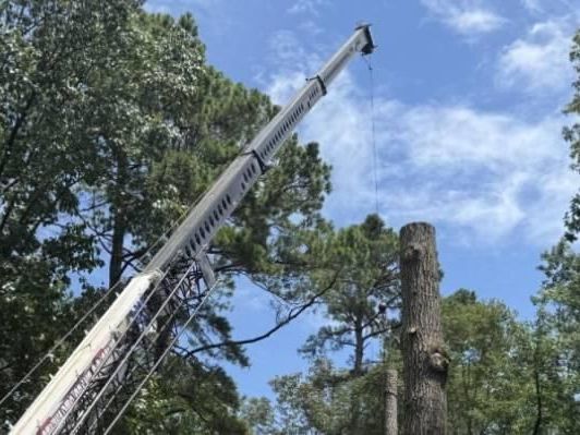 emergency-tree-care-in-virginia