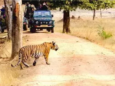 resorts-at-pench-national-park-comfortable-stay-near-the-jungle