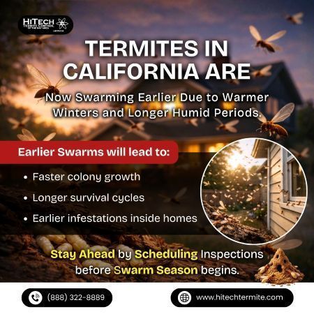 termite-fact-big-0