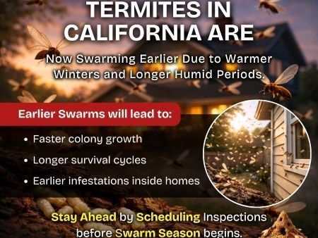 termite-fact