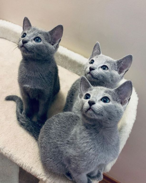 russianblue-kittens-and-adorable-kittens-big-0