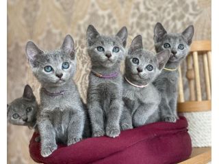 russianblue-kittens-and-adorable-kittens-small-1
