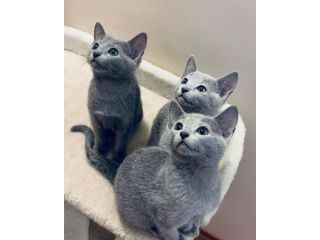russianblue-kittens-and-adorable-kittens-small-0