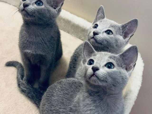 russianblue-kittens-and-adorable-kittens