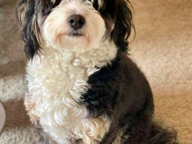 tricolor-standard-bernedoodles-manhattan-healthy-puppies