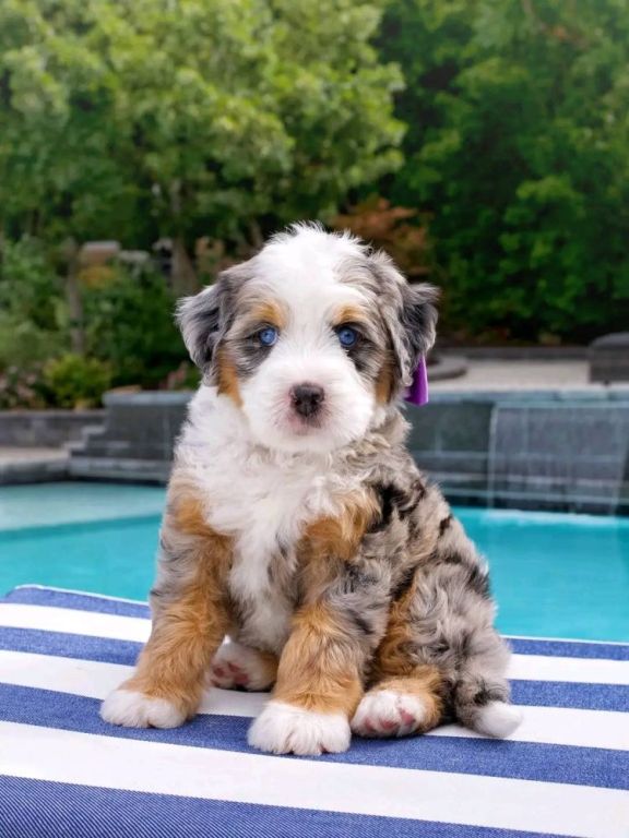 bernese-doodles-available-big-0