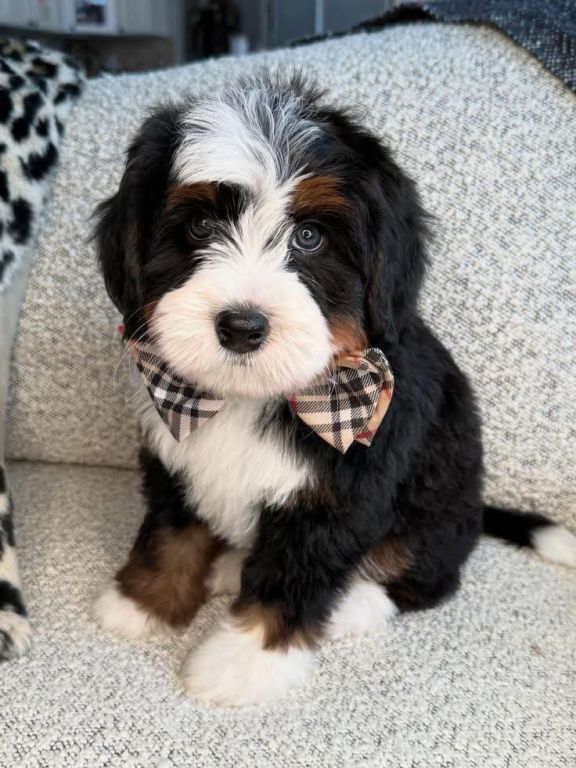 bernese-doodles-available-big-2