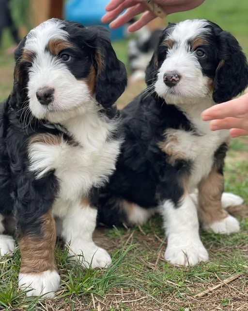 bernese-doodles-available-big-1