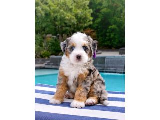 bernese-doodles-available-small-0