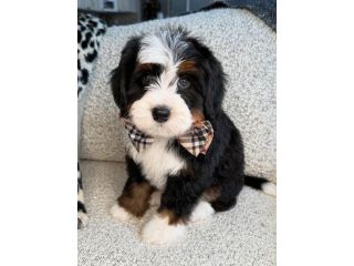 bernese-doodles-available-small-2