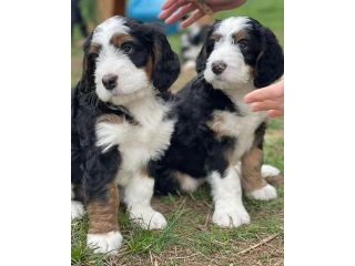bernese-doodles-available-small-1