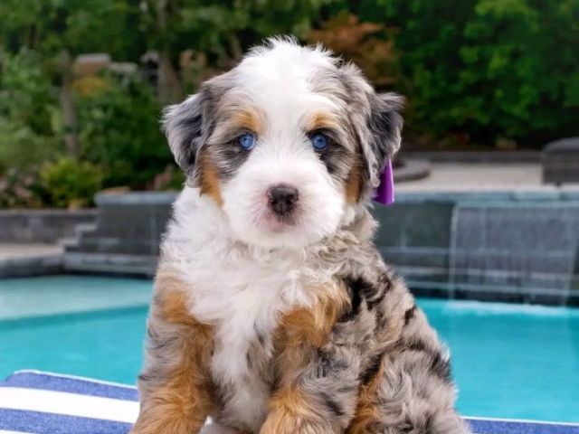 bernese-doodles-available