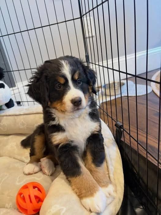 bernese-mountain-puppies-big-1