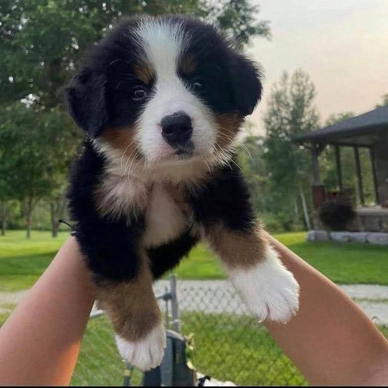 bernese-mountain-puppies-big-0