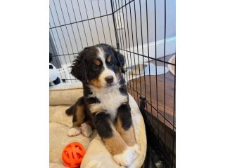 bernese-mountain-puppies-small-1