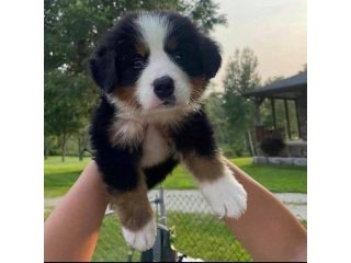 bernese-mountain-puppies-small-0