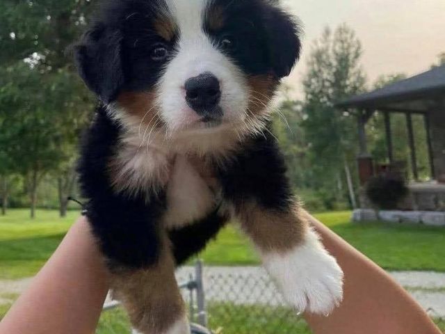 bernese-mountain-puppies