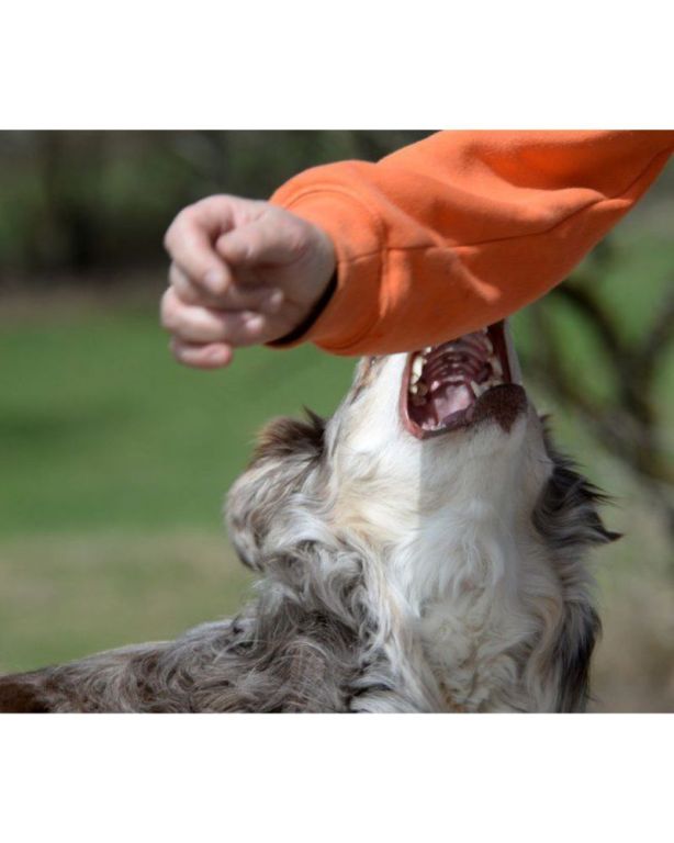 protect-your-rights-with-a-dog-attack-attorney-massachusetts-big-0
