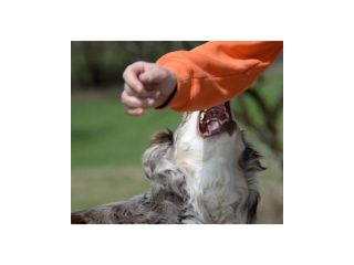 protect-your-rights-with-a-dog-attack-attorney-massachusetts-small-0