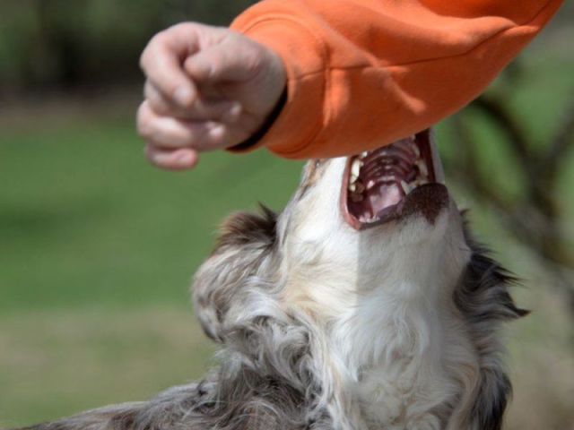 protect-your-rights-with-a-dog-attack-attorney-massachusetts