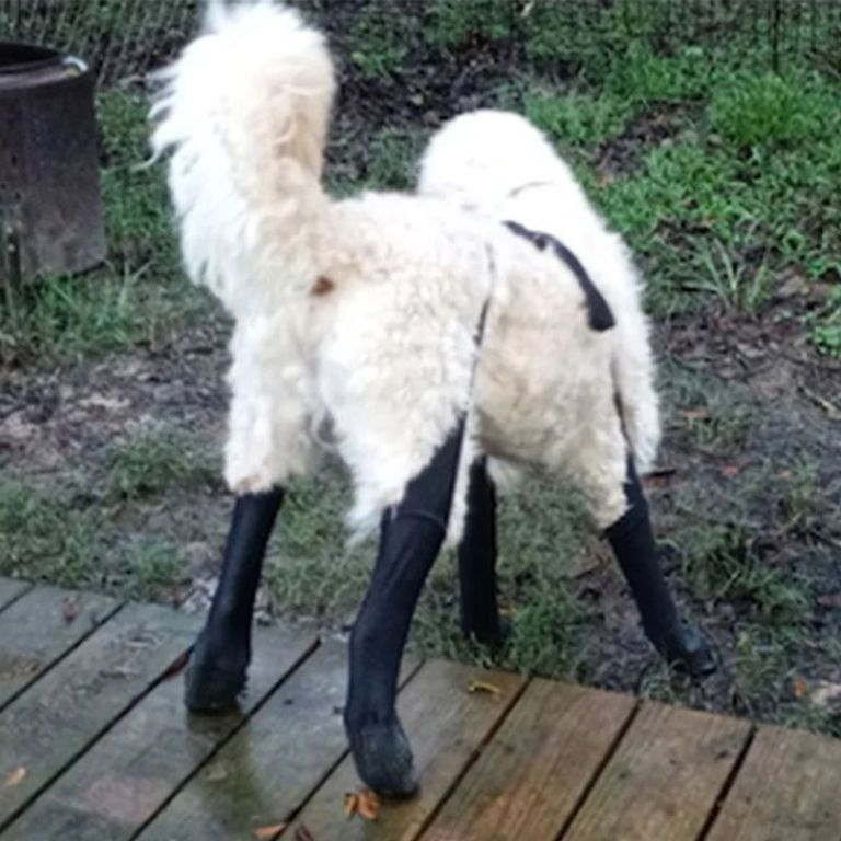 grippy-socks-for-dogs-big-0