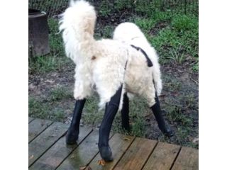 grippy-socks-for-dogs-small-0