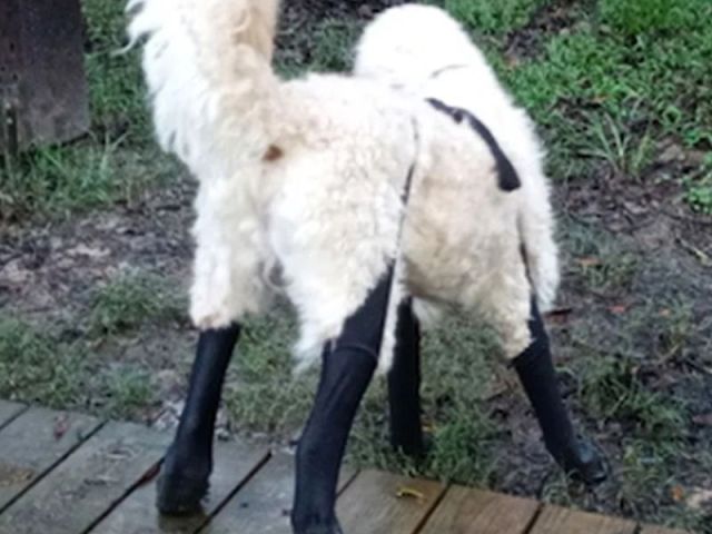 grippy-socks-for-dogs