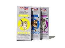 bravecto-plus-for-cats-powerful-flea-tick-worm-protection