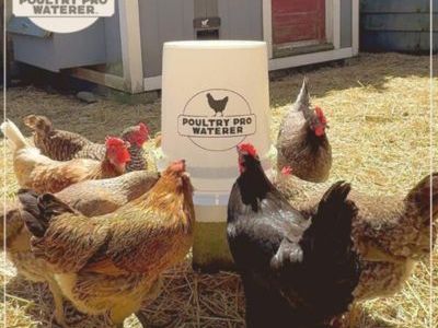 best-waterer-for-chickens
