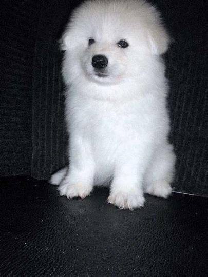 adorable-fluffy-companions-ready-for-loving-homes-today-big-0