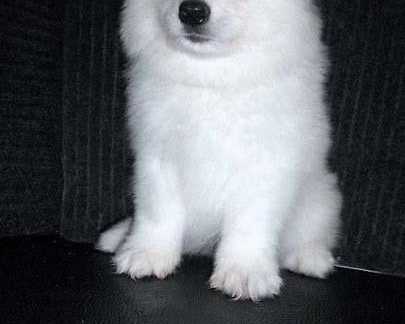 adorable-fluffy-companions-ready-for-loving-homes-today