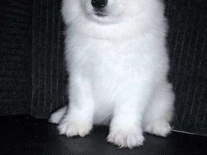adorable-fluffy-companions-ready-for-loving-homes-today