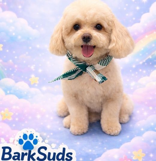 reliable-winter-park-pet-grooming-services-for-happy-pets-big-0