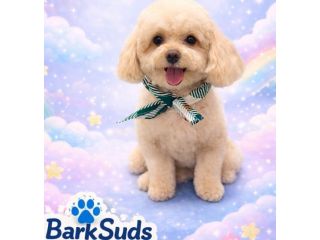 reliable-winter-park-pet-grooming-services-for-happy-pets-small-0