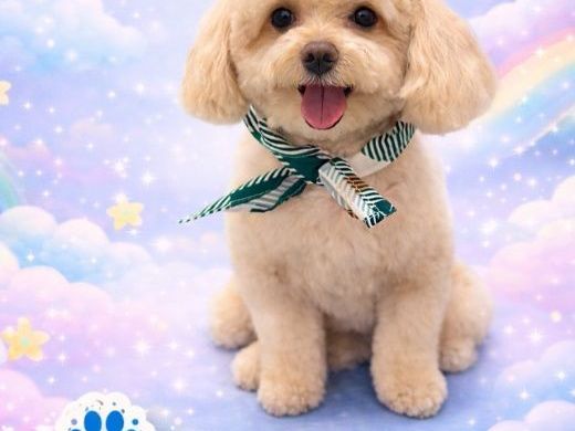 reliable-winter-park-pet-grooming-services-for-happy-pets
