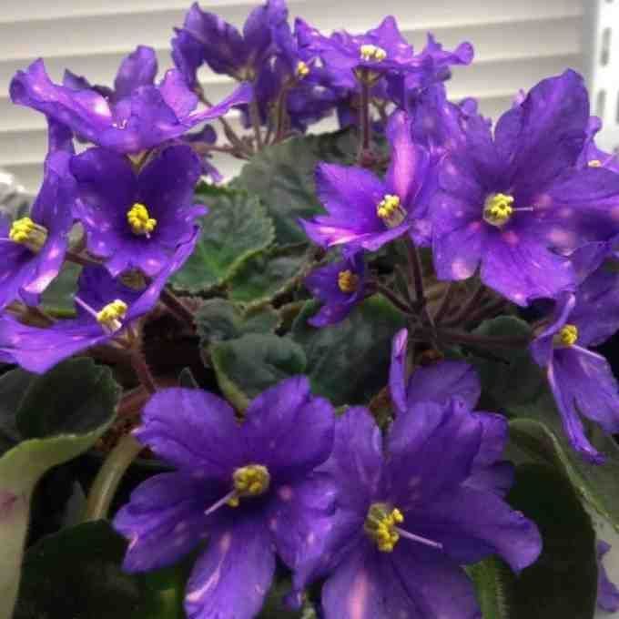 indoor-garden-african-violet-seeds-big-0