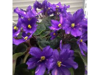 indoor-garden-african-violet-seeds-small-0