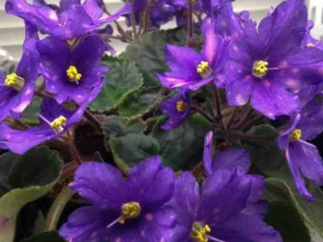 indoor-garden-african-violet-seeds