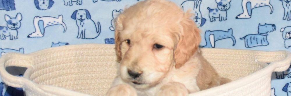 loving-miniature-goldendoodle-puppies-available-big-0